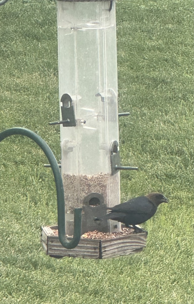 Brown-headed Cowbird - ML620900763