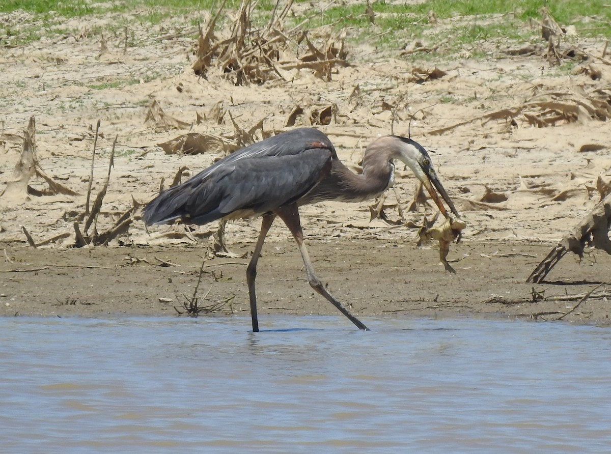 Great Blue Heron - ML620900767