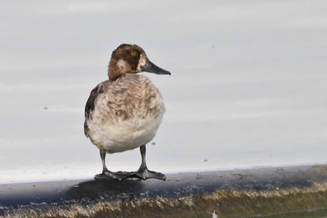 Lesser Scaup - ML620900768