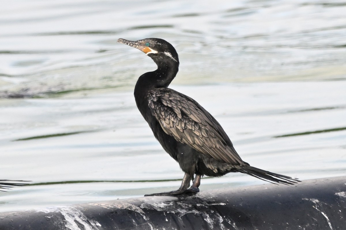 Cormorán Biguá - ML620900772