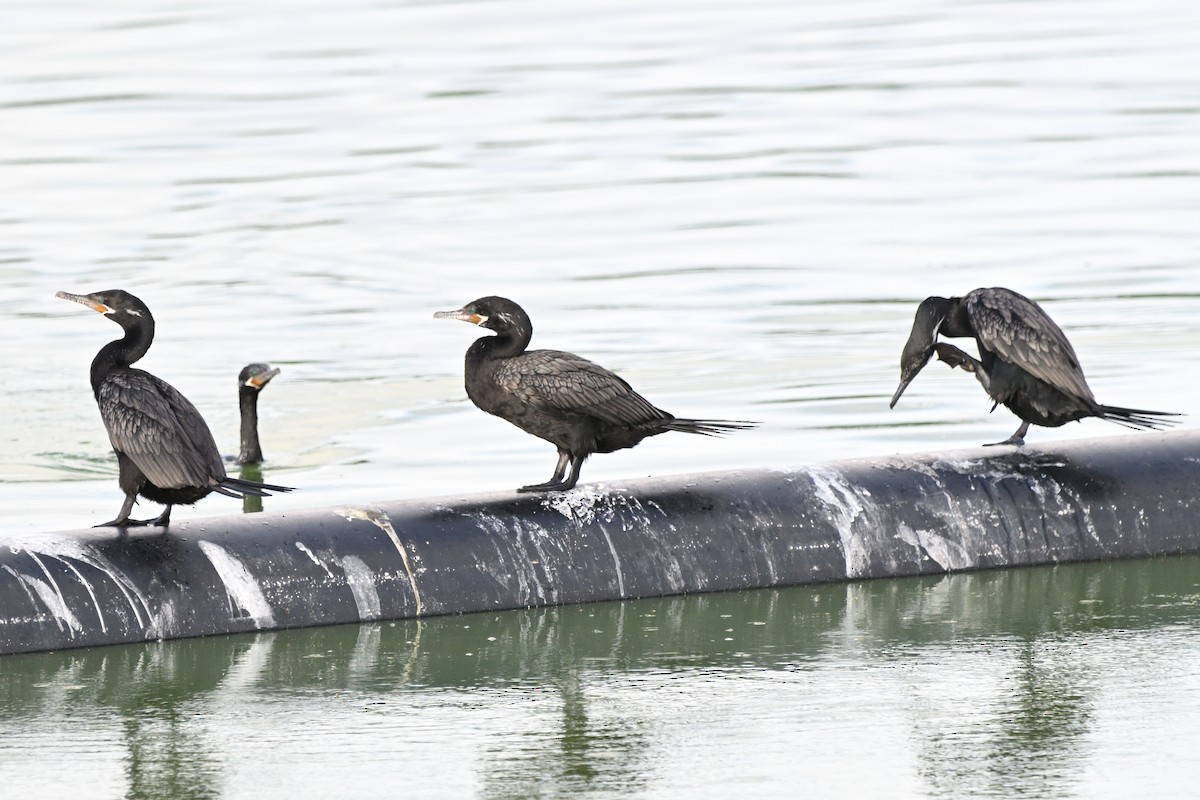 Neotropic Cormorant - ML620900773