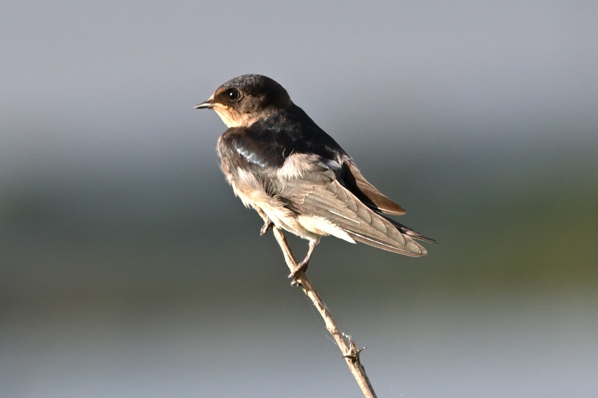 Barn Swallow - ML620900779