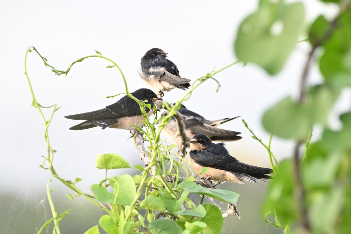 Barn Swallow - ML620900780