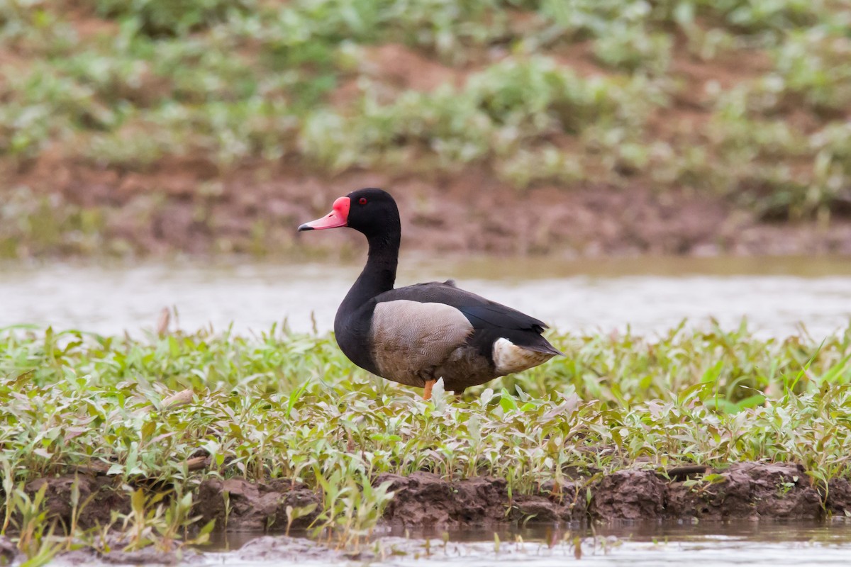 Rosy-billed Pochard - ML620900784