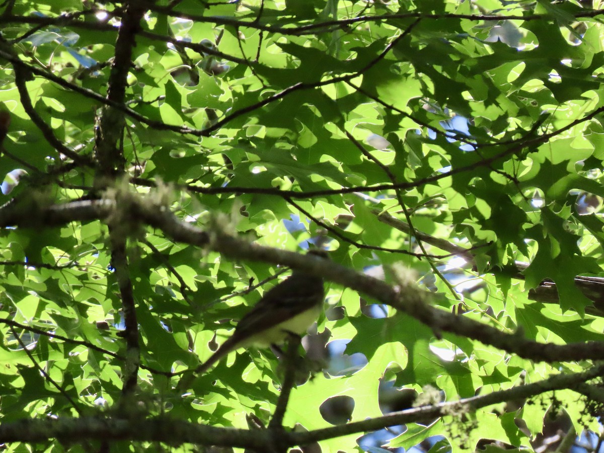 Great Crested Flycatcher - ML620900789