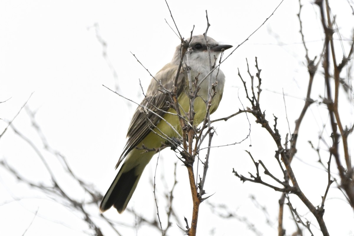 Western Kingbird - ML620900790