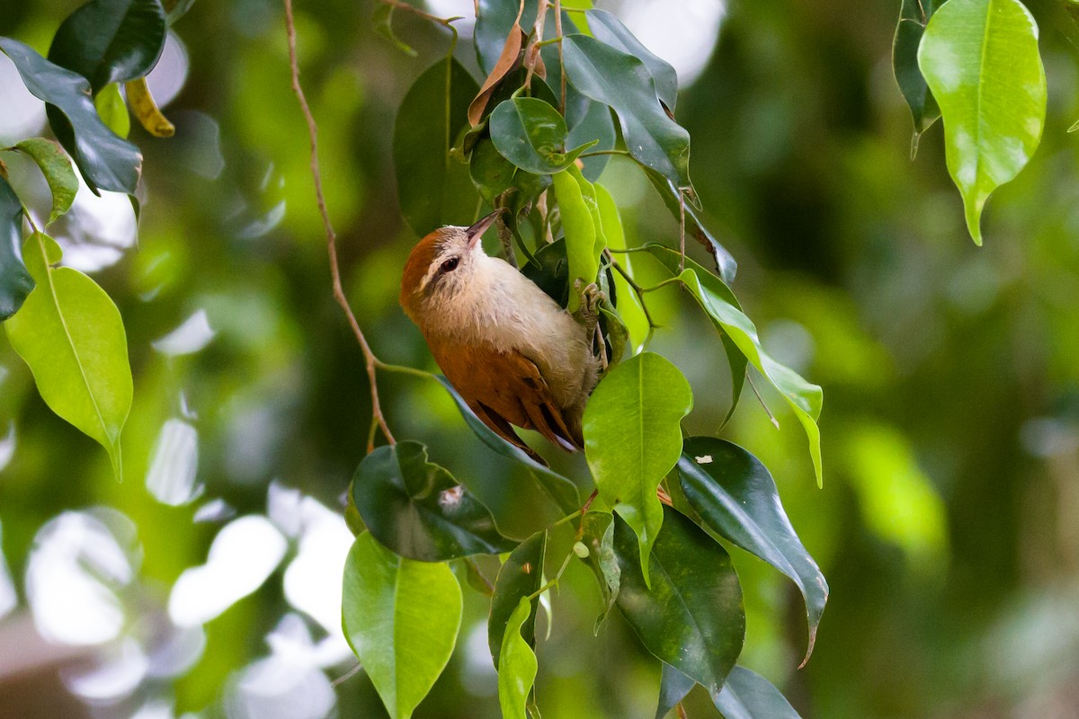 Rusty-backed Spinetail - ML620900793