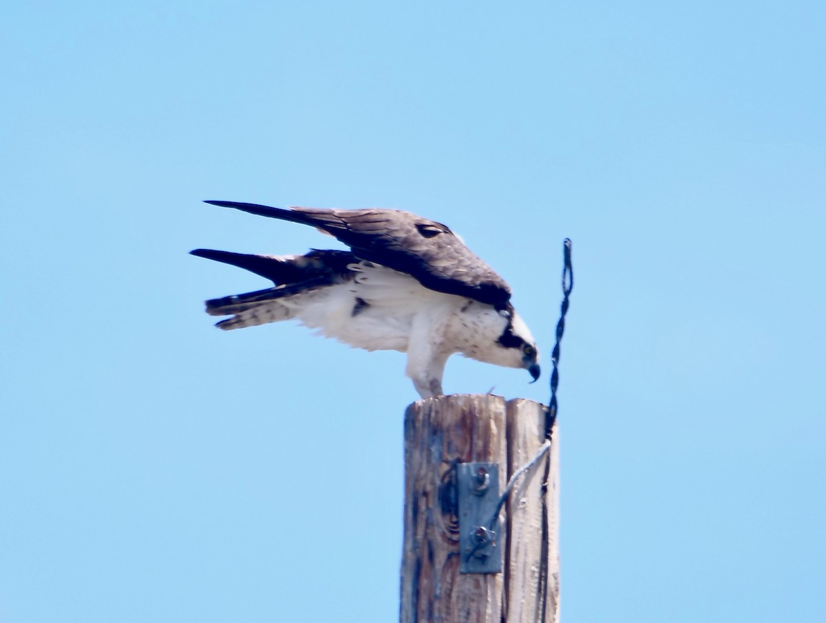 Águila Pescadora - ML620900803