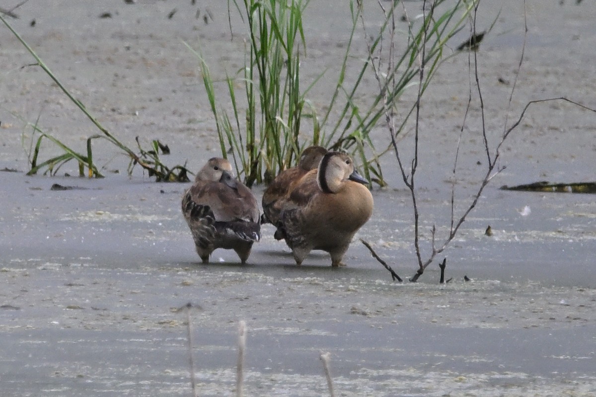 Black-bellied Whistling-Duck - ML620900804