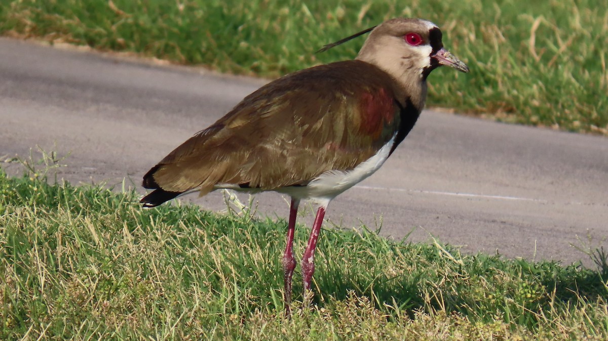 Southern Lapwing - ML620900807