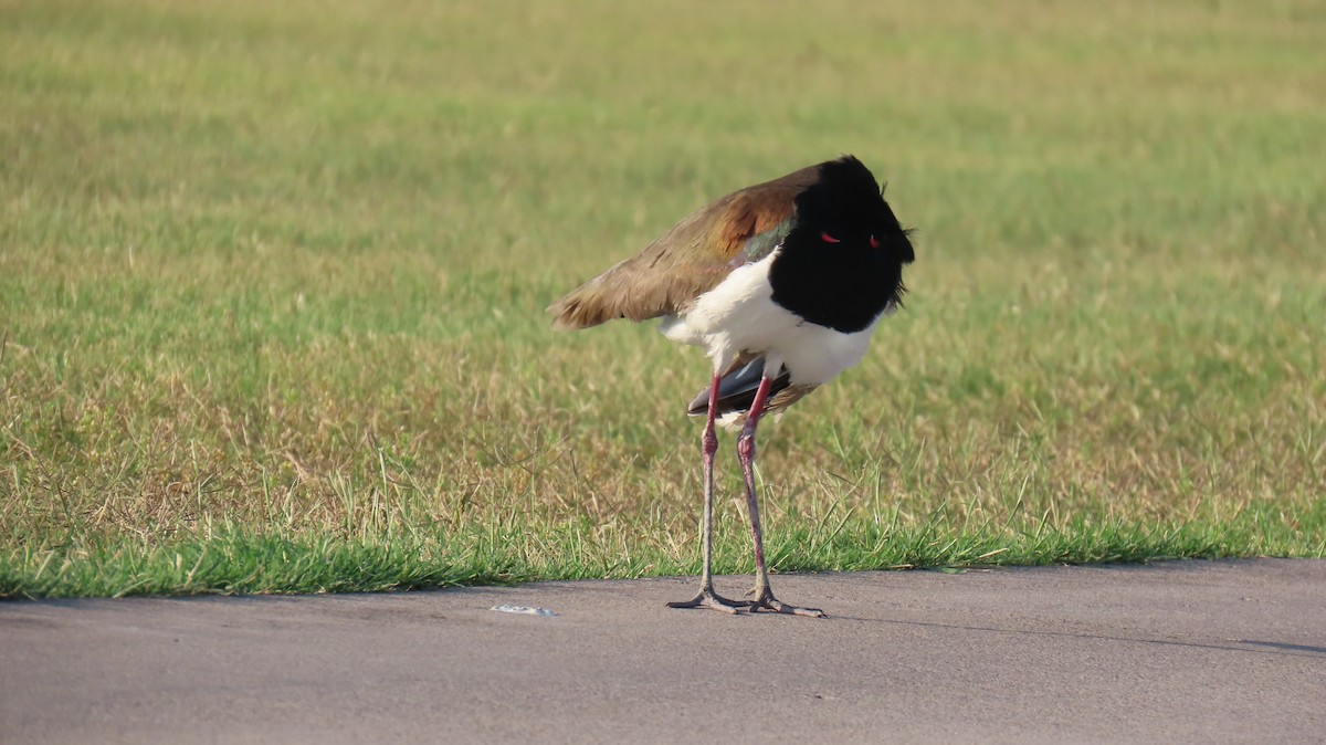 Southern Lapwing - ML620900808