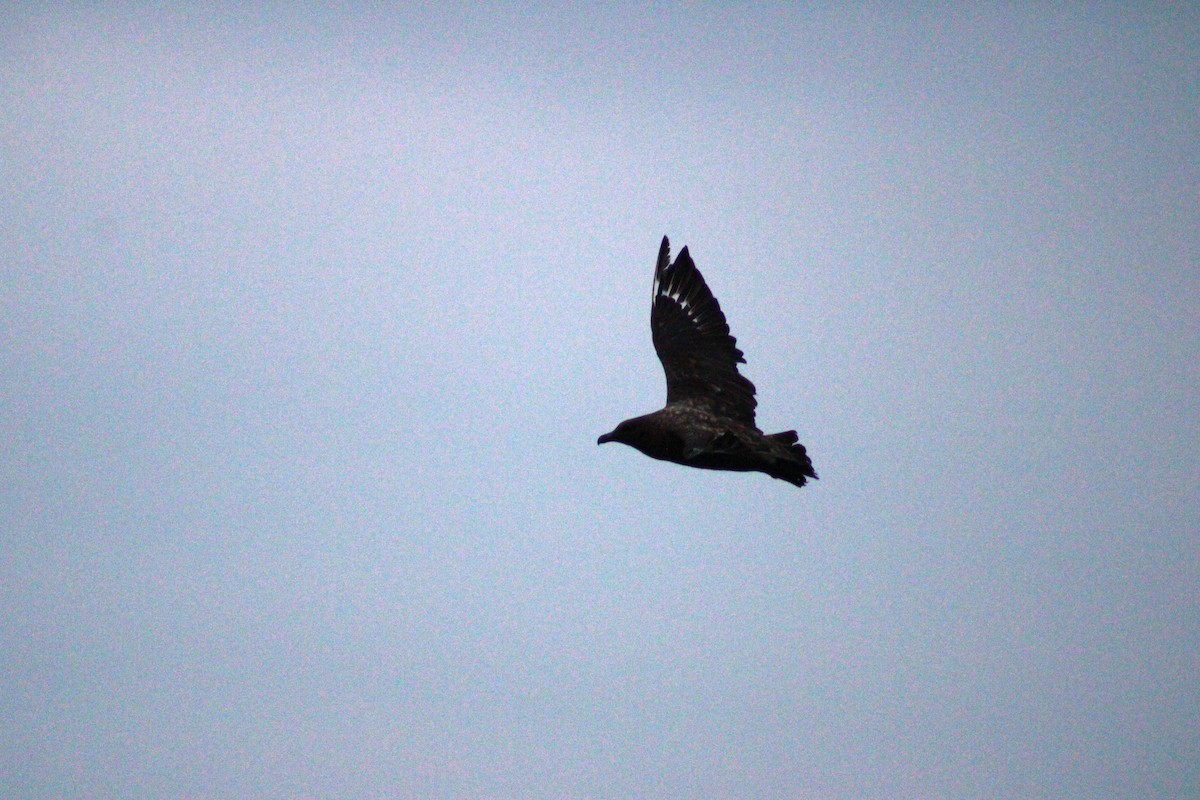 Brown Skua - ML620900810