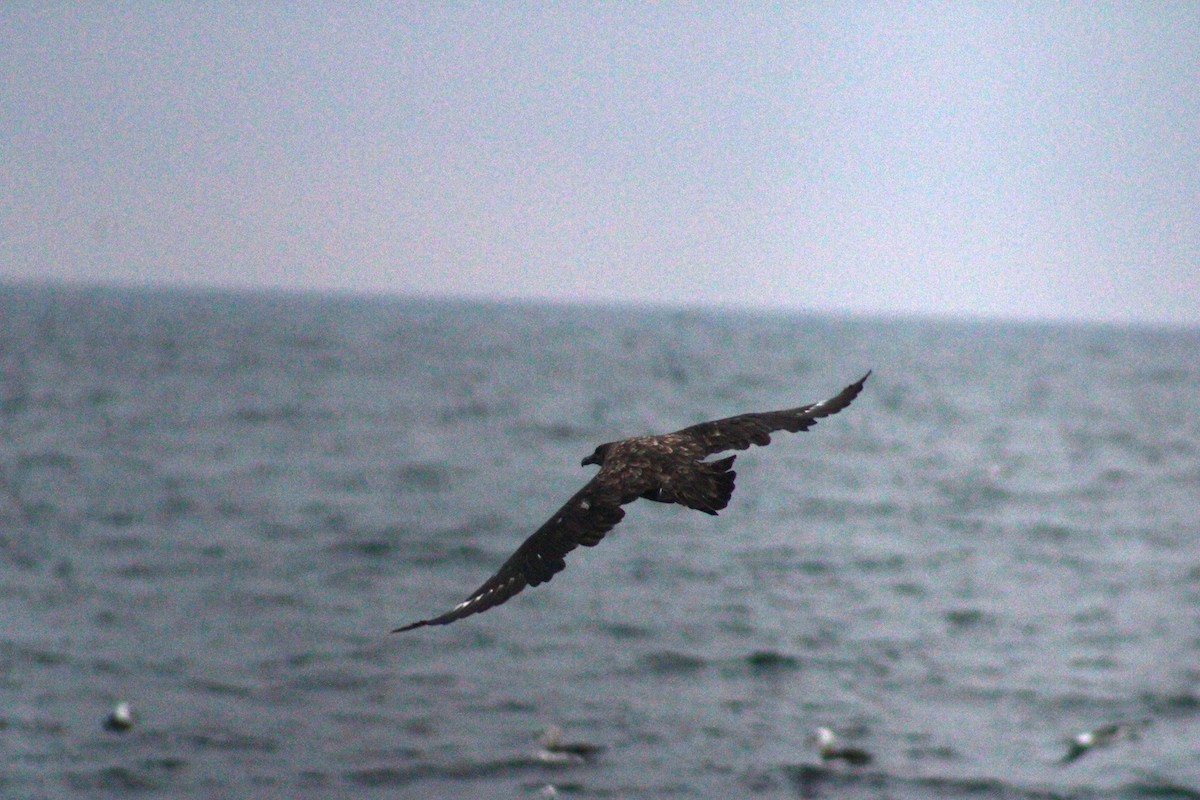 Brown Skua - ML620900811