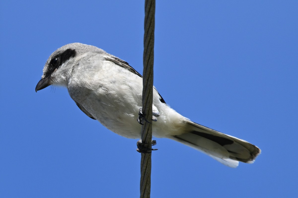 Loggerhead Shrike - ML620900812