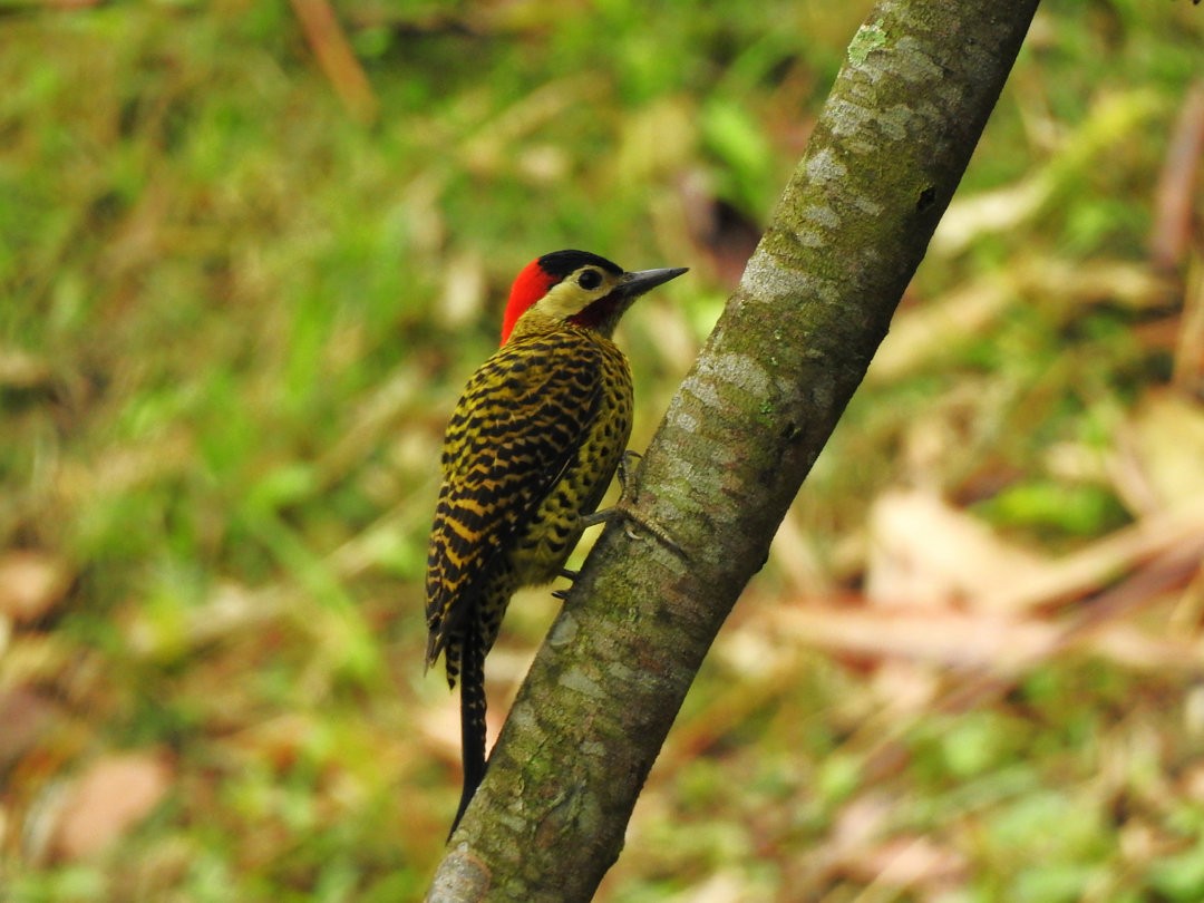 Green-barred Woodpecker - ML620900813