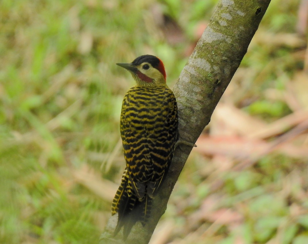 Green-barred Woodpecker - ML620900814