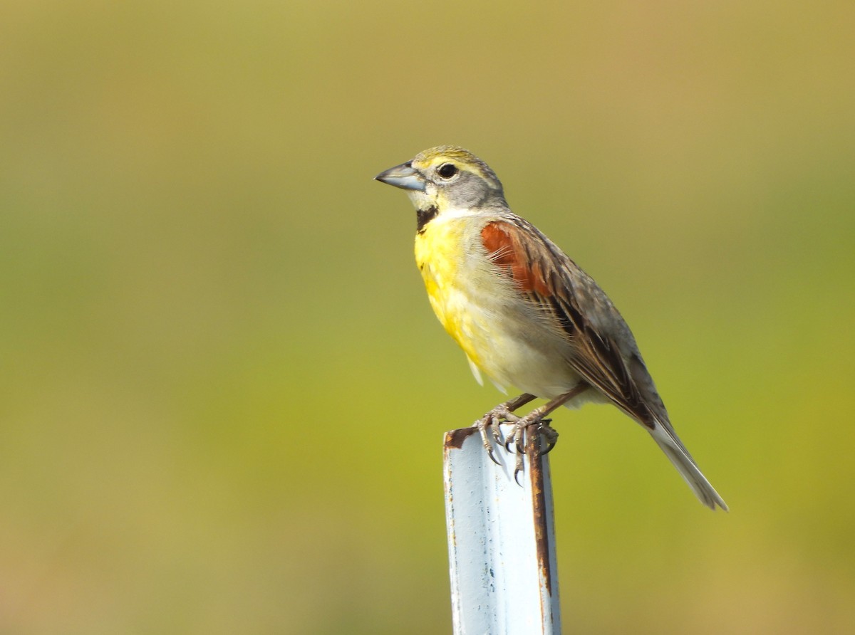 Dickcissel - ML620900815