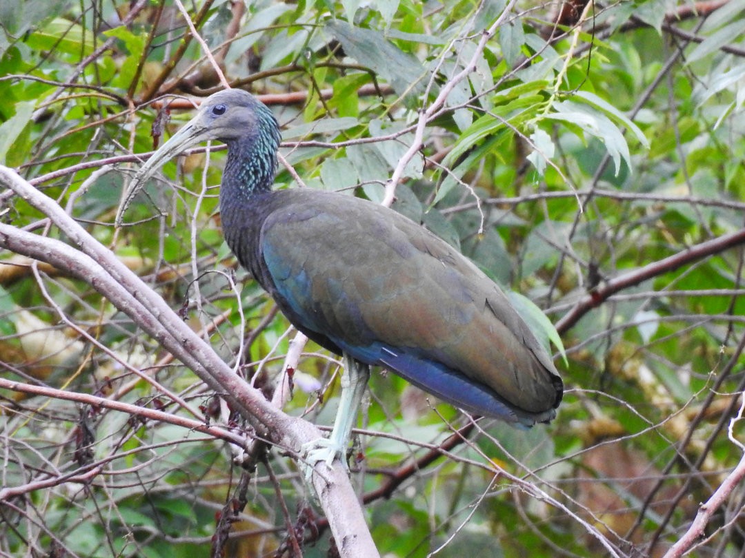 ibis zelený - ML620900816