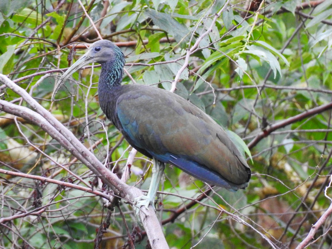 grønnakkeibis - ML620900816