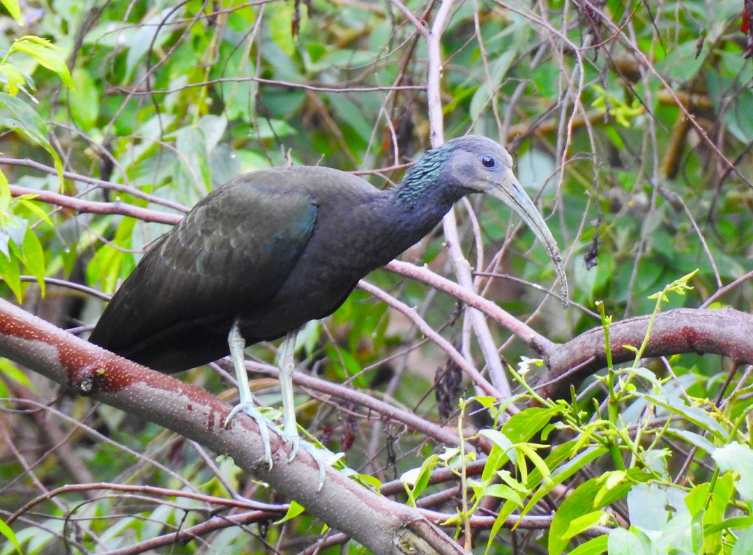 ibis zelený - ML620900817