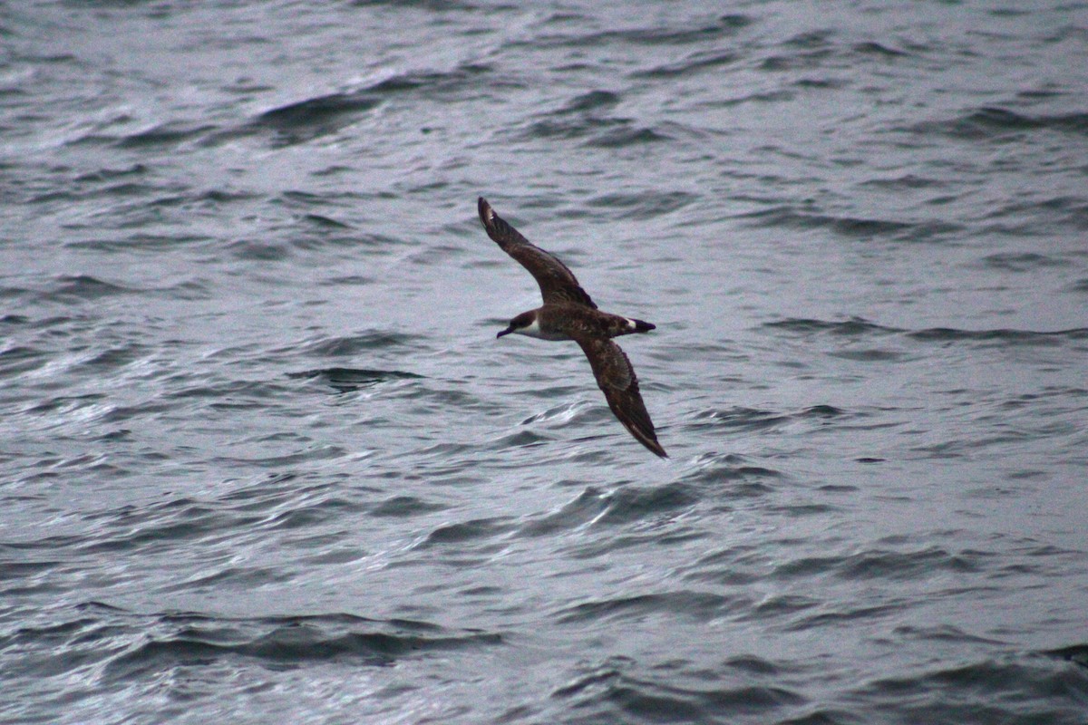 Great Shearwater - ML620900820