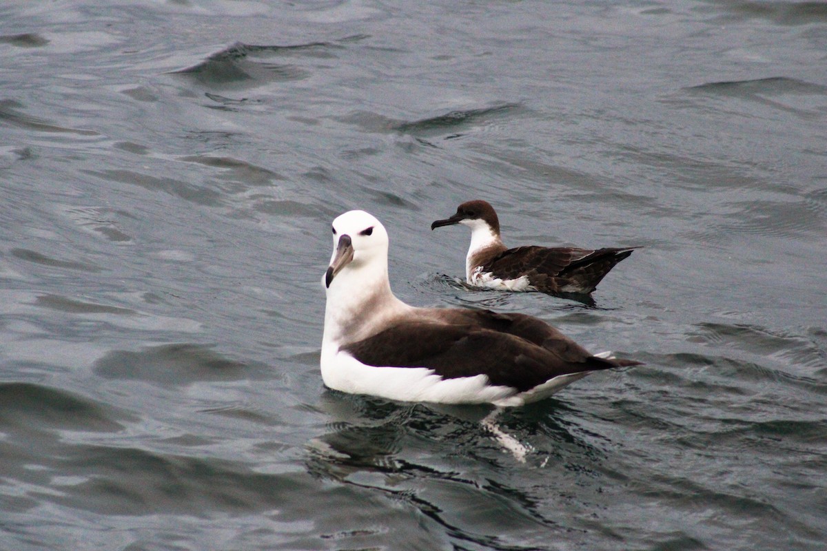 Black-browed Albatross - ML620900821