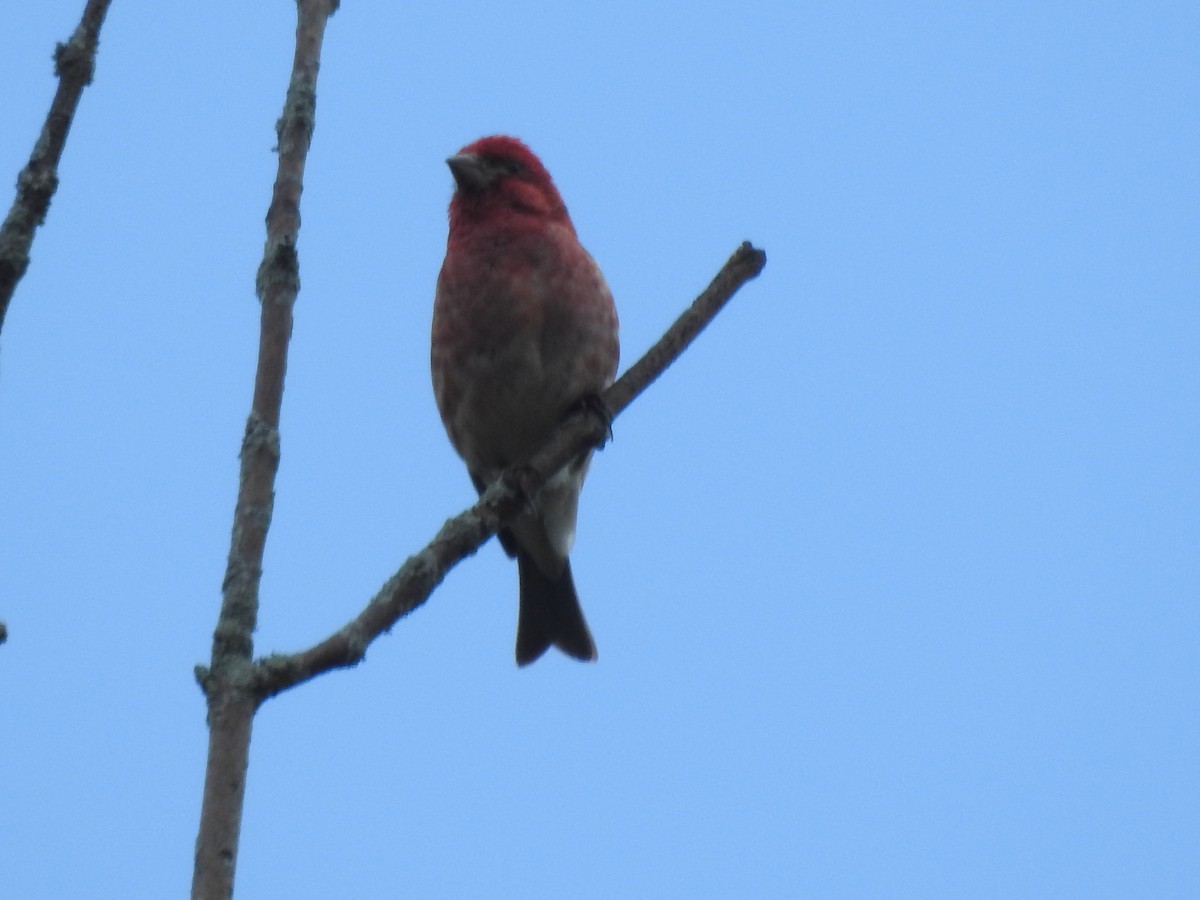 Purple Finch - ML620900826