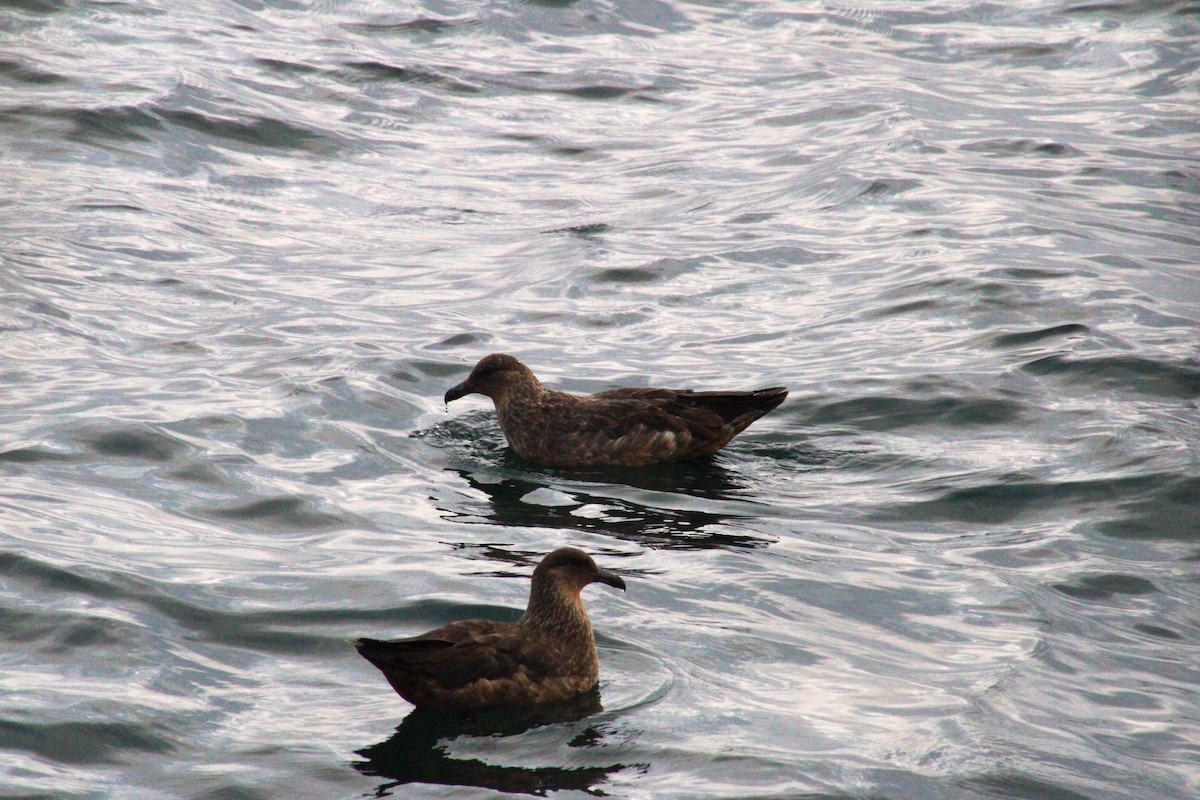 Chilean Skua - ML620900828