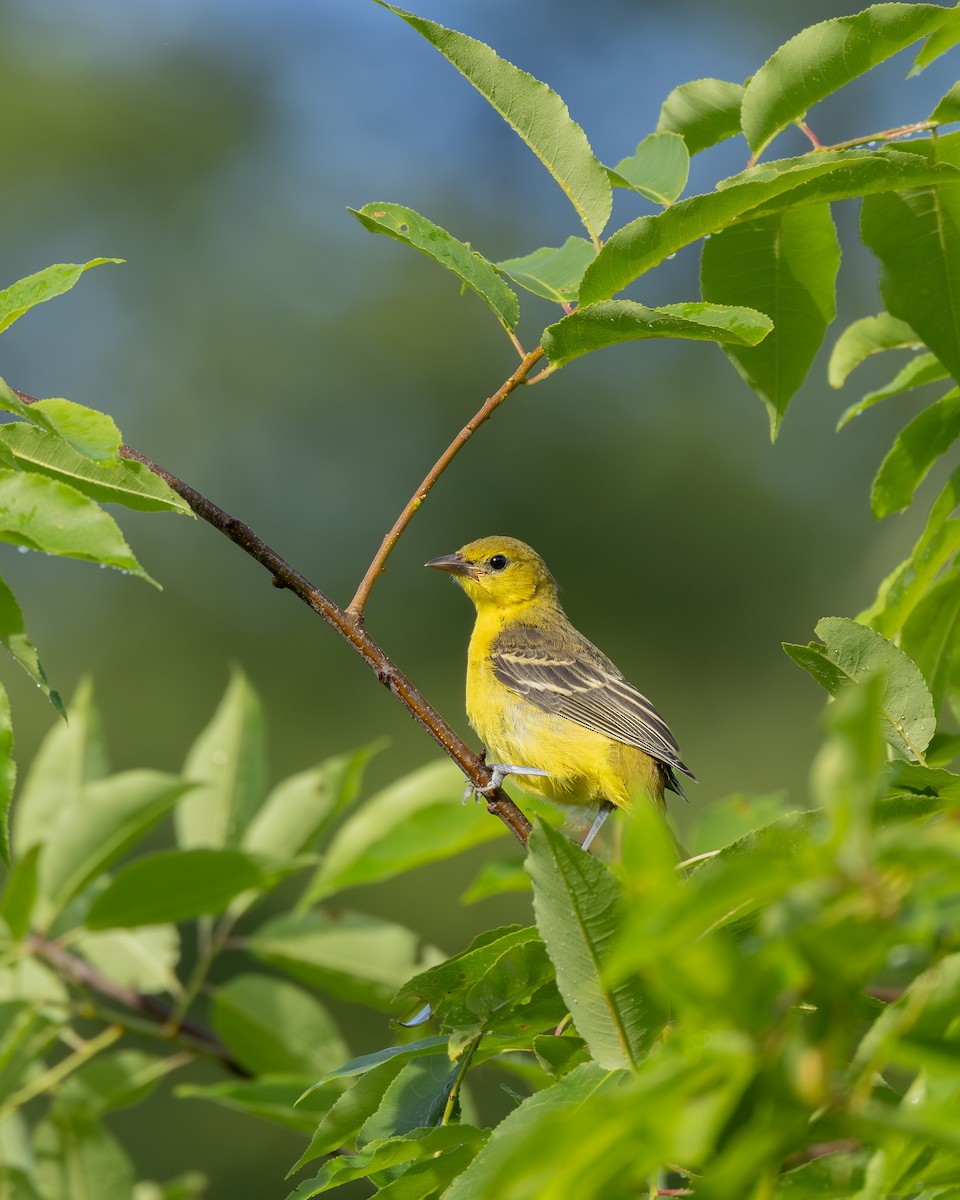 Oriole des vergers - ML620900843