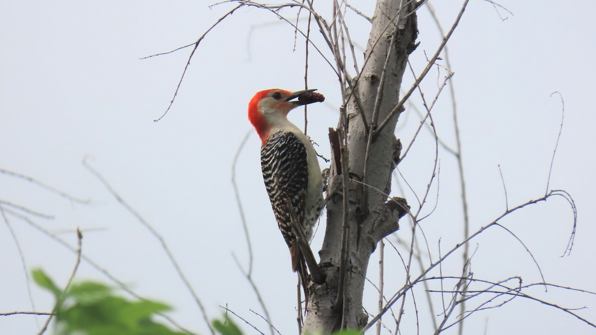 Red-bellied Woodpecker - ML620900851