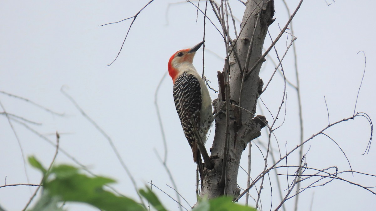 Red-bellied Woodpecker - ML620900852