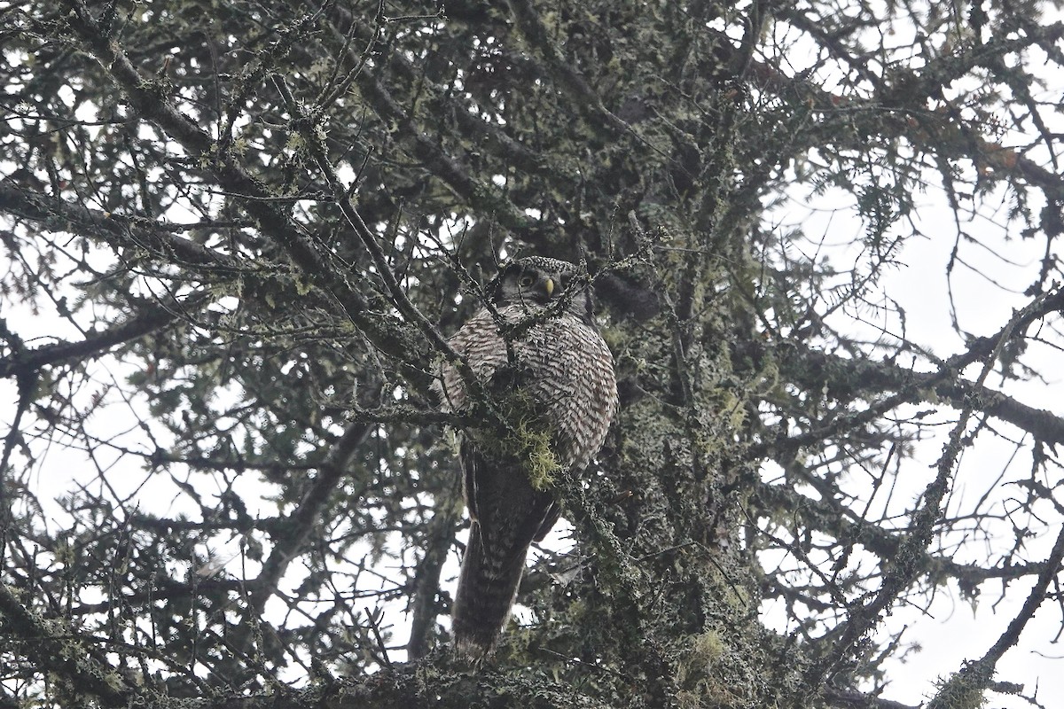 Northern Hawk Owl - ML620900854