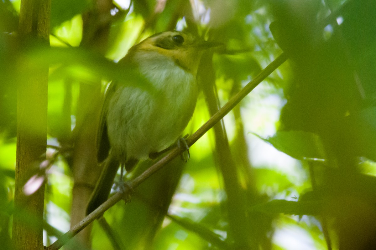 Ochre-faced Tody-Flycatcher - ML620900869