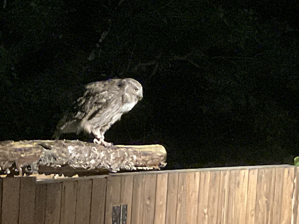 Blakiston's Fish-Owl - ML620900872