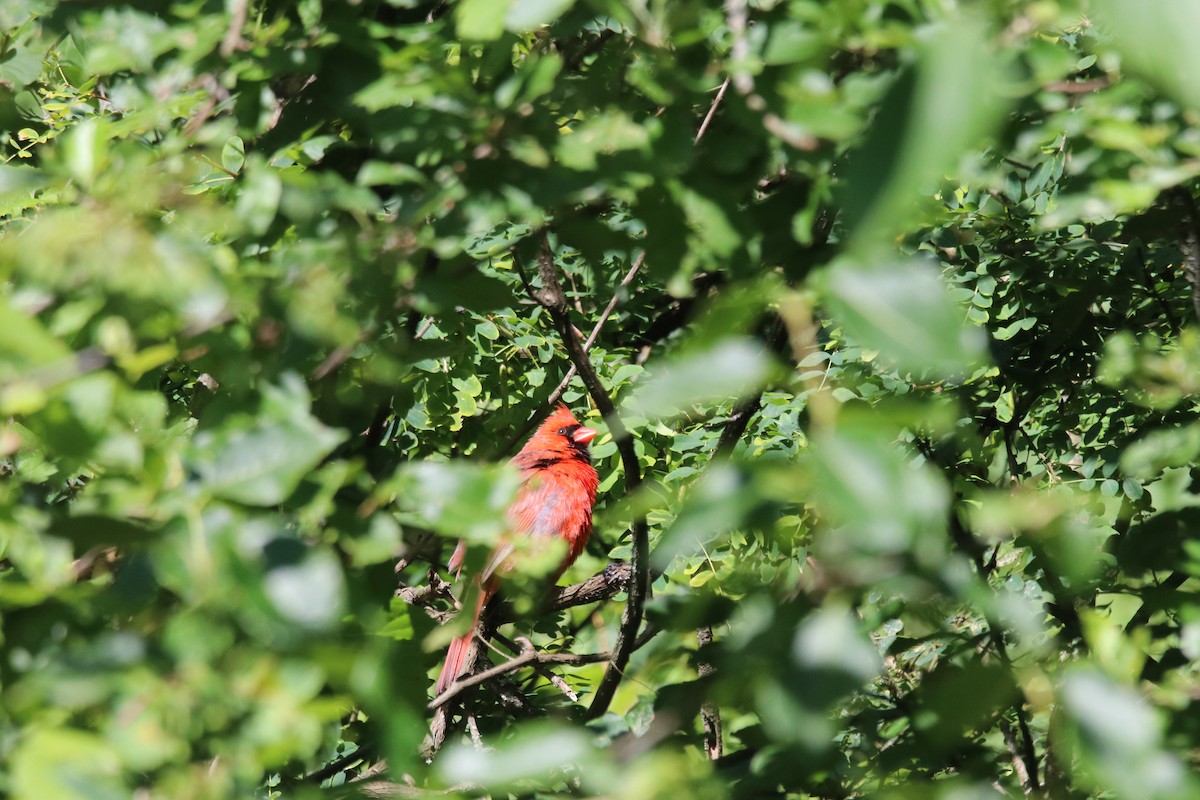 Northern Cardinal - Keith Matthieu