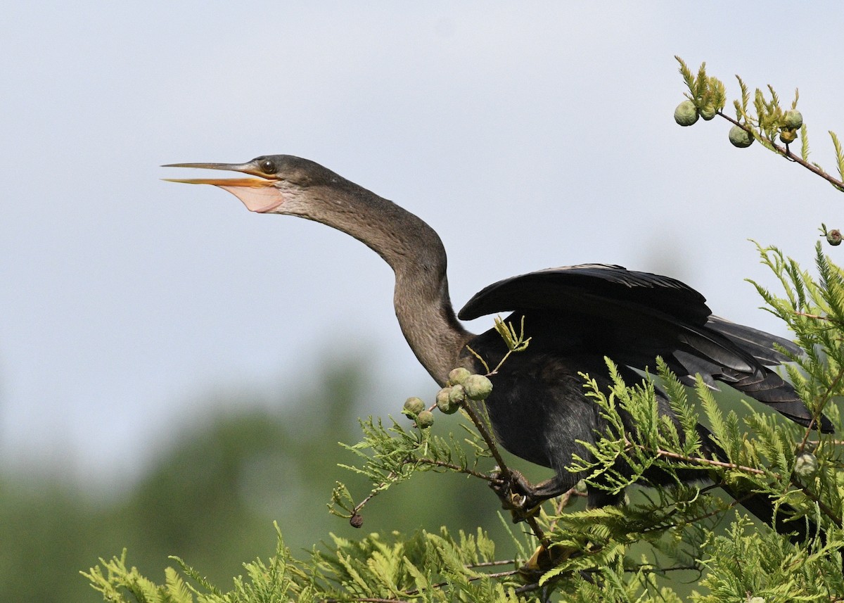 anhinga americká - ML620900887