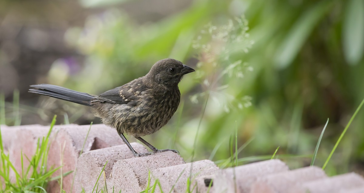 Spotted Towhee - ML620900902