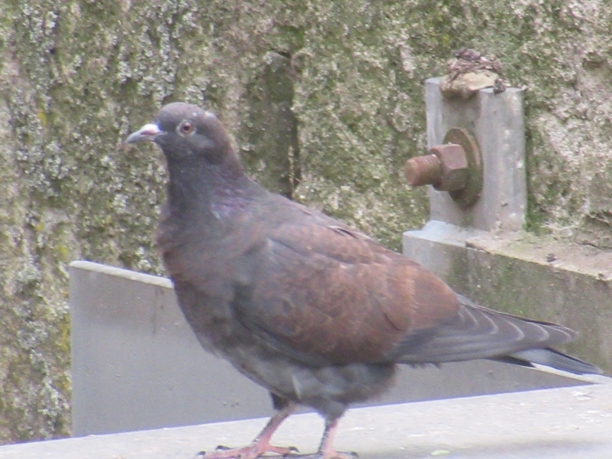 Rock Pigeon (Feral Pigeon) - ML620900909