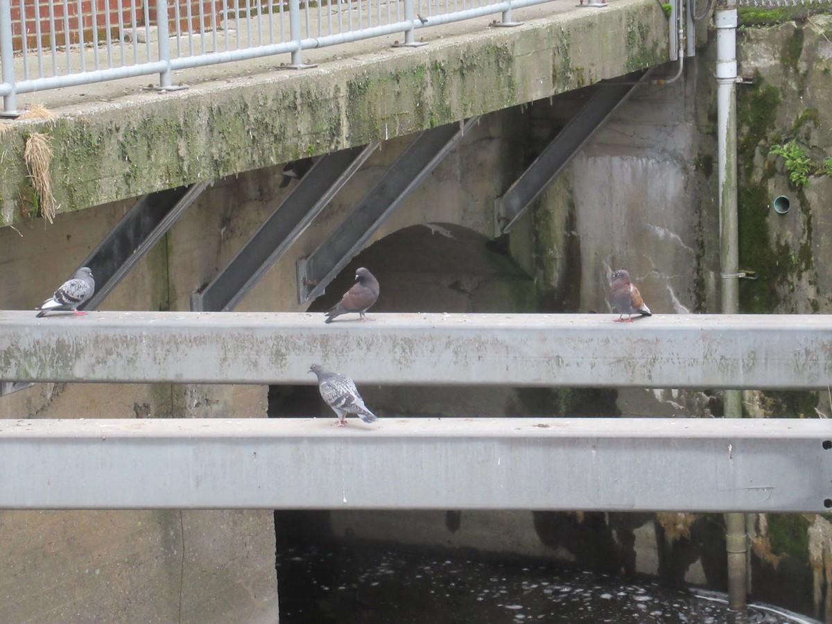 Rock Pigeon (Feral Pigeon) - ML620900910