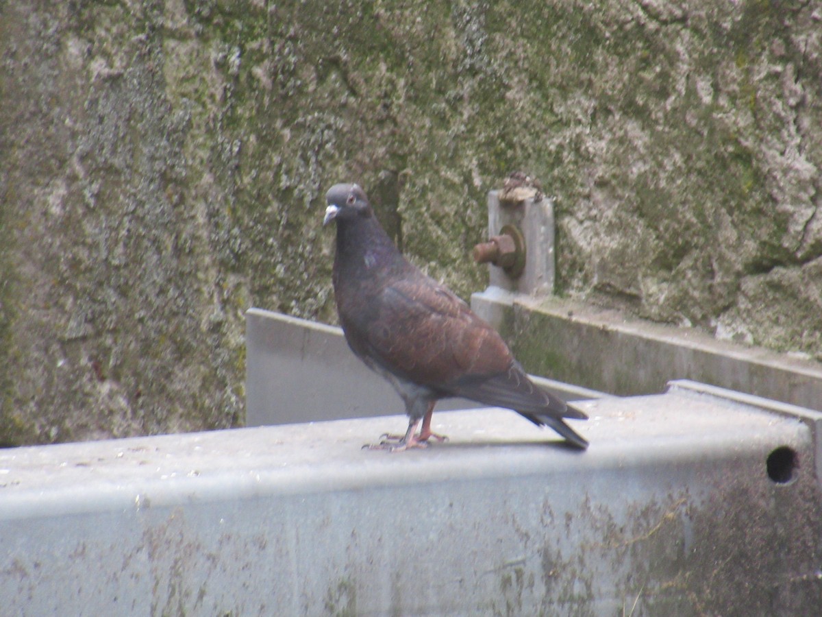 Rock Pigeon (Feral Pigeon) - ML620900911