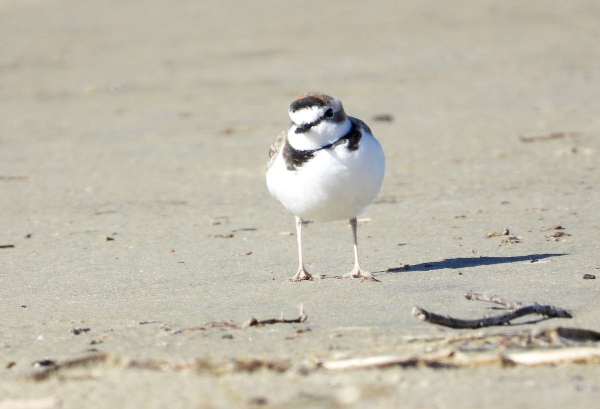 Collared Plover - ML620900913