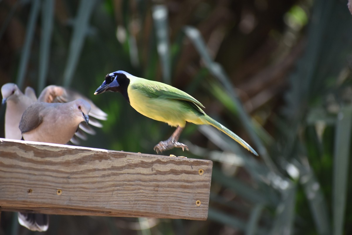 Green Jay - ML620900918