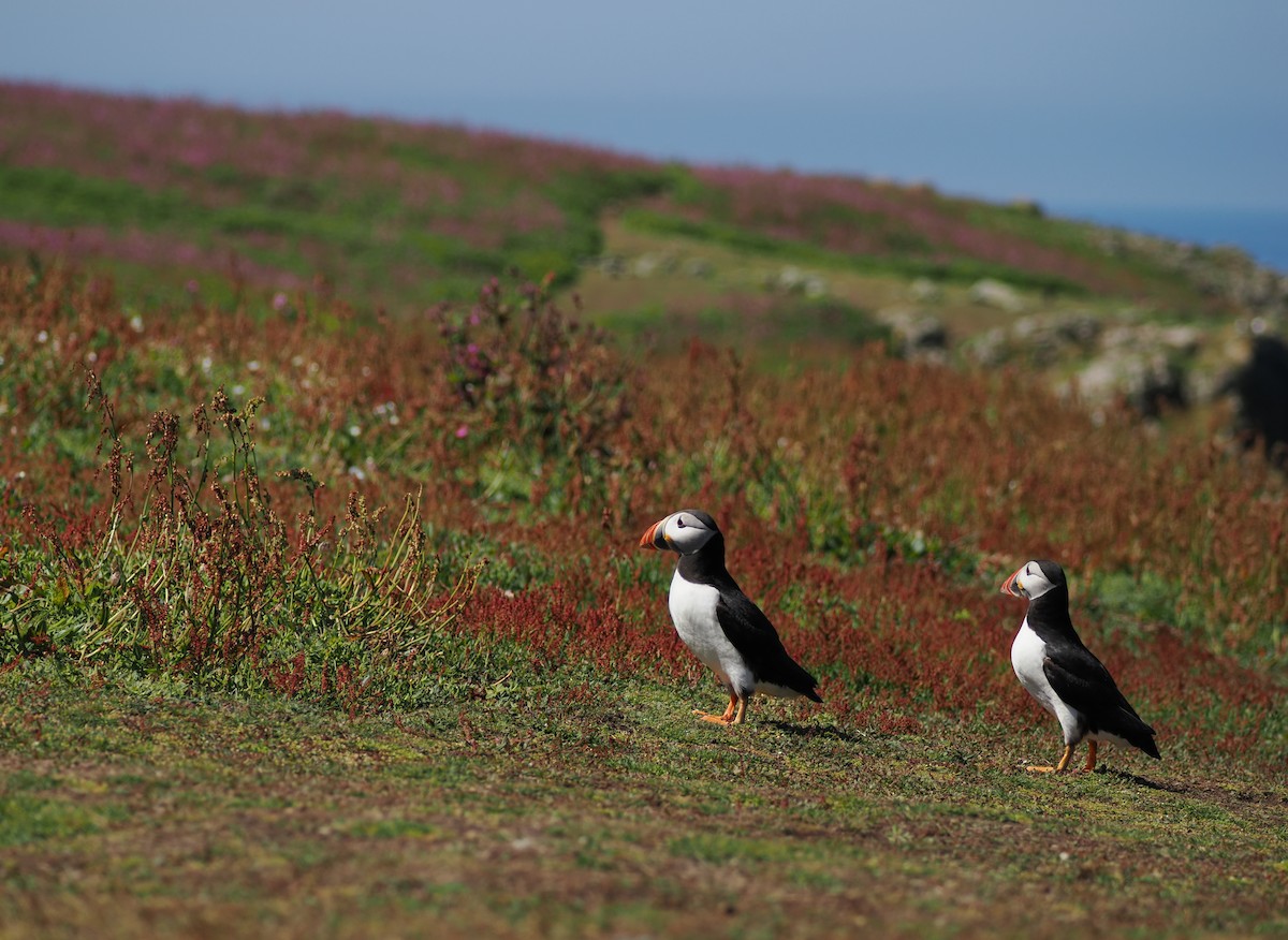 Atlantic Puffin - ML620900919