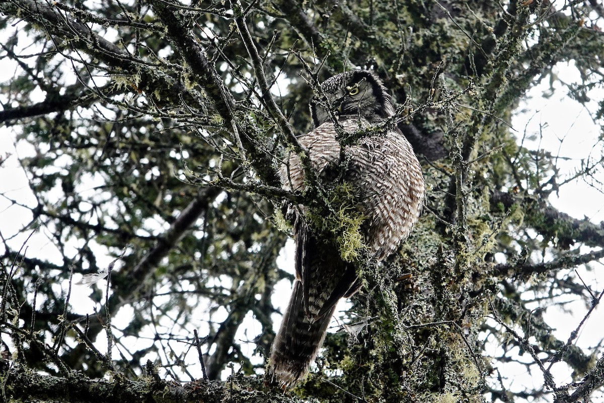 Northern Hawk Owl - ML620900927