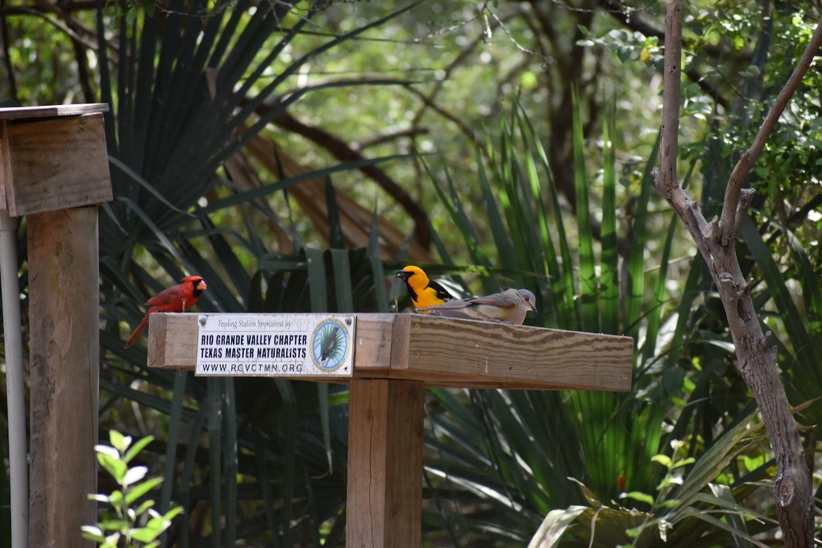 Altamira Oriole - Joseph Trezza