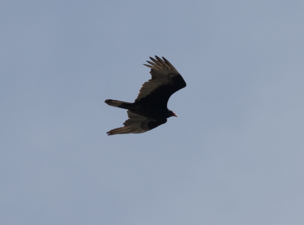 Turkey Vulture - Lindy Fung