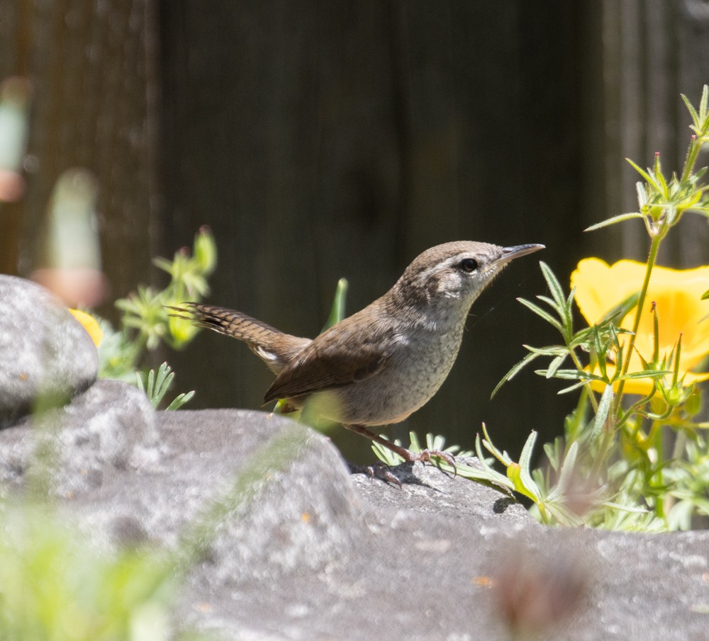 Bewick's Wren - ML620900932