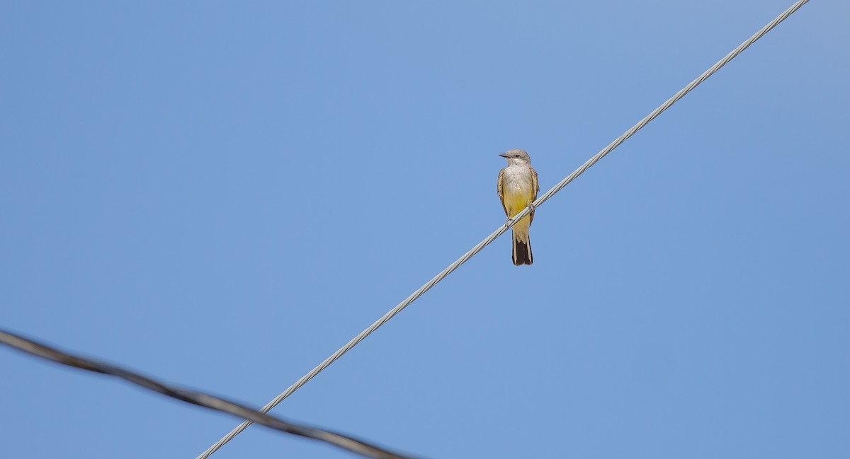 Western Kingbird - ML620900933