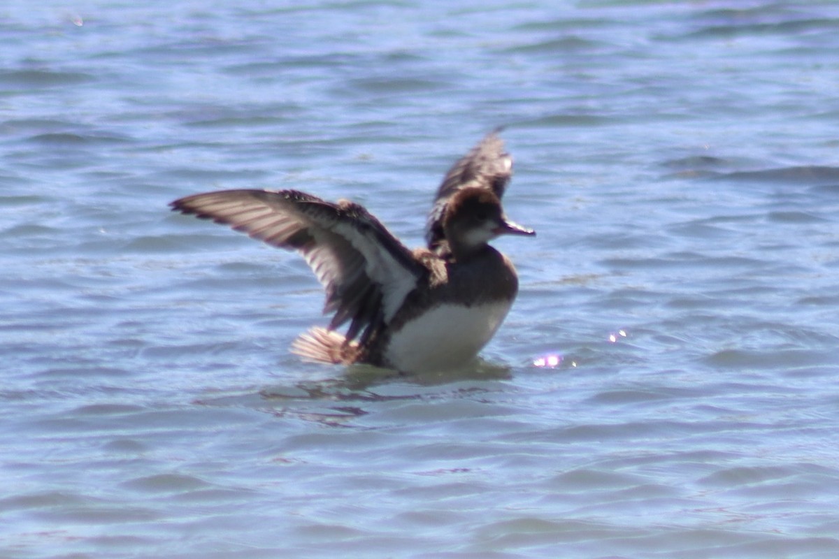 Hooded Merganser - ML620900935