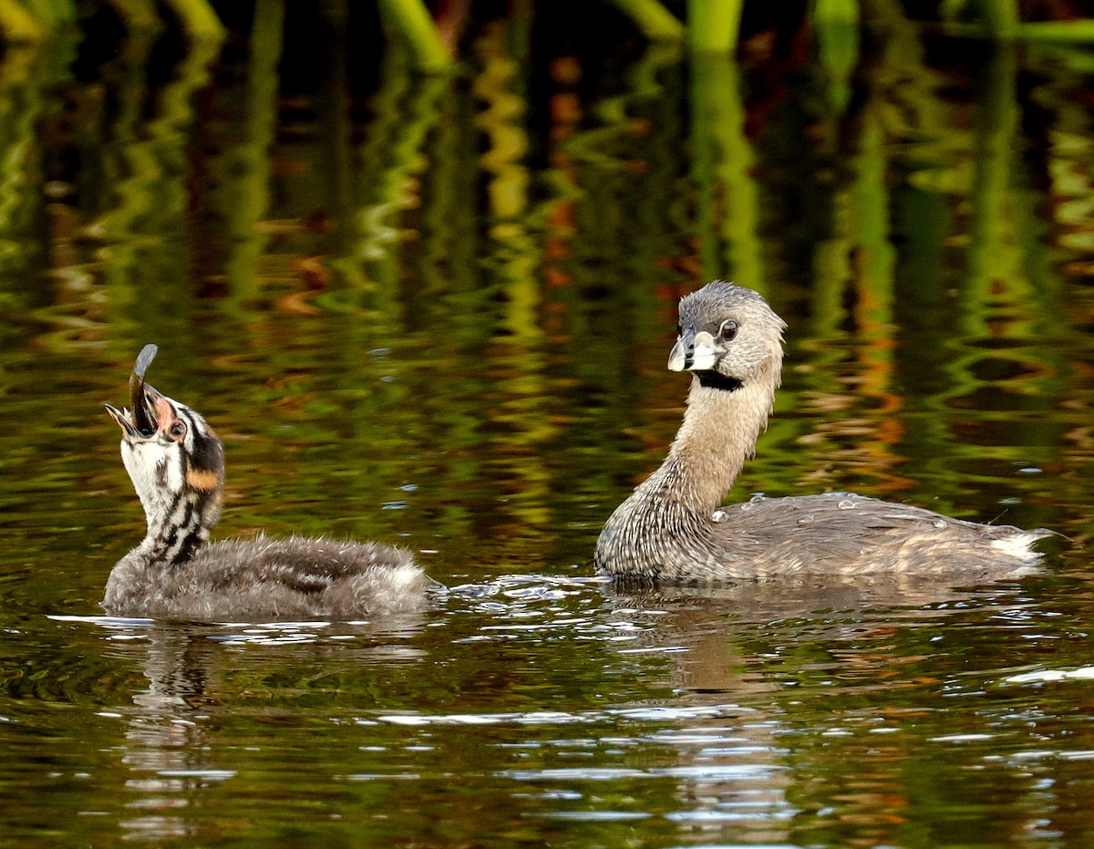 Pied-billed Grebe - ML620900940